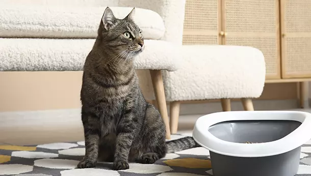 Cómo limpiar pis de gato del sofá