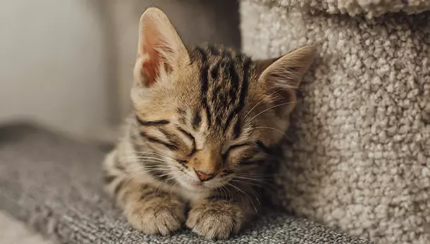 Por qué mi gato duerme mucho