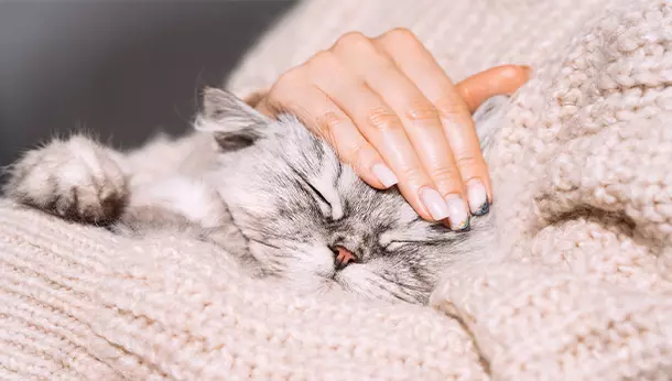 Por qué mi gato duerme encima de mí