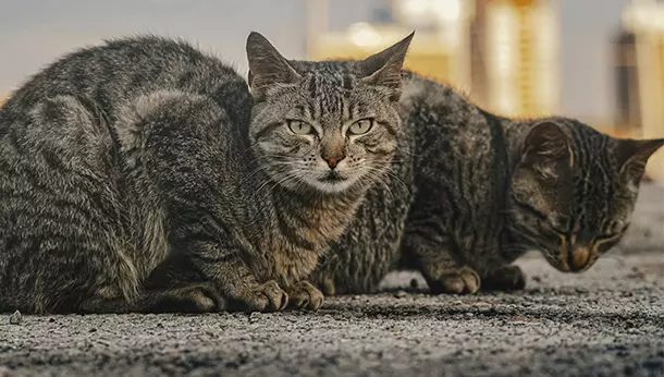 Sedación en gatos: Efectos secundarios y consideraciones importantes