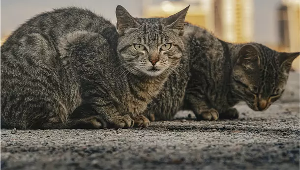 Secuestro Corneal Felino o Necrosis Corneal: Causas, Diagnóstico y Tratamiento