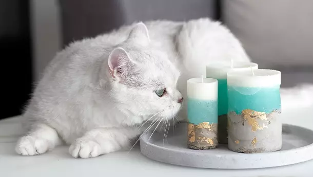 10 olores que no les gusta a los gatos