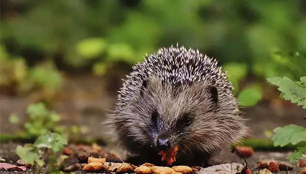 ¿Qué comen los erizos?