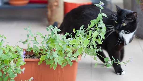 Plantas tóxicas para gatos