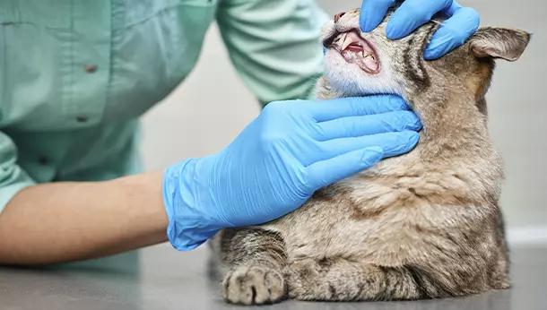 Un gato en el veterinario