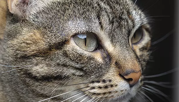 ¿Puede morir un gato por bolas de pelo?