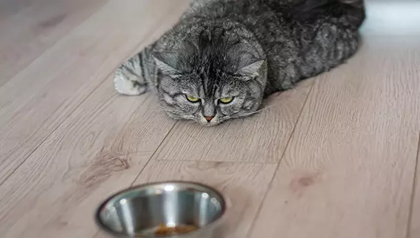 Por qué mi gato no come