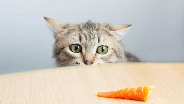 ¿Los gatos pueden comer salmón ahumado?