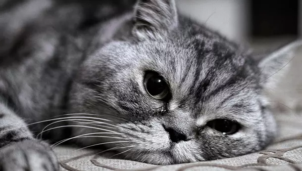 Los gatos saben cuándo estás triste