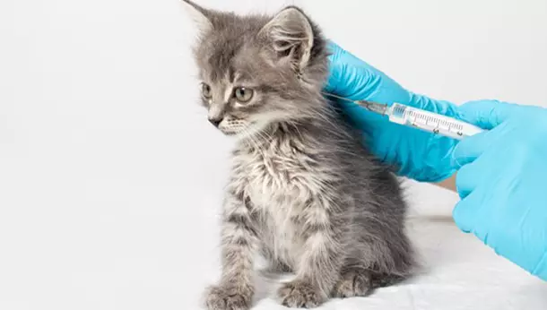 Un gato pequeño recibiendo una vacuna