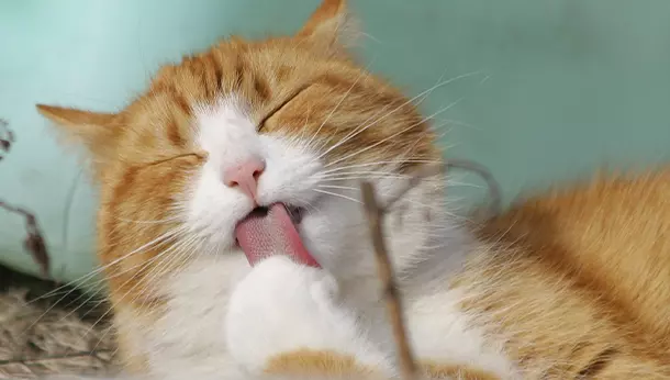 Cómo Limpiar los Dientes a un Gato: Guía Completa para su Salud Dental