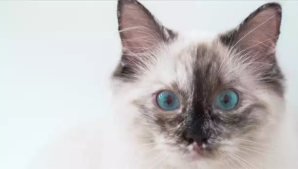 Cuál es la edad ideal para esterilizar a un gato