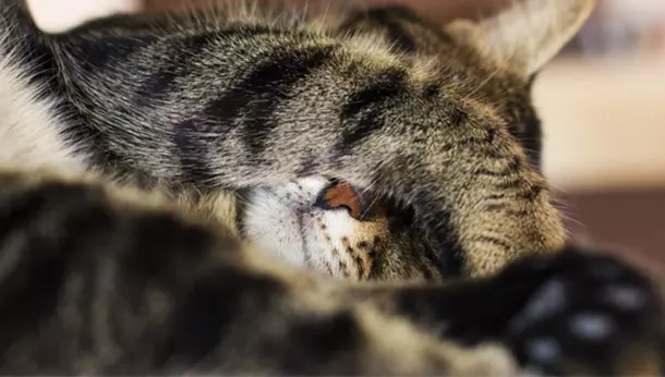 Un gato en primer plano