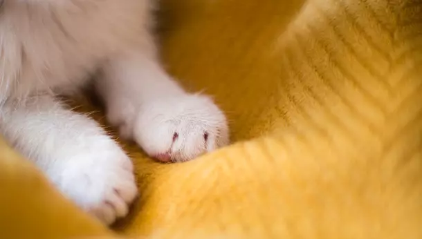 ¿Qué significa que un gato amasa?