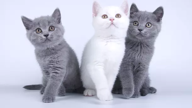 Cómo saber si un gato es macho o hembra: guía completa