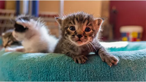 Hasta qué edad crece un gato