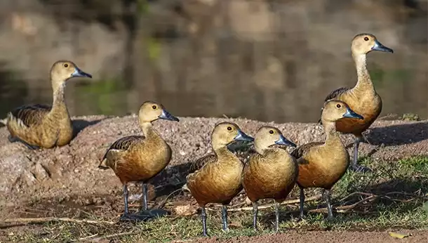 Qué es la coccidiosis en aves