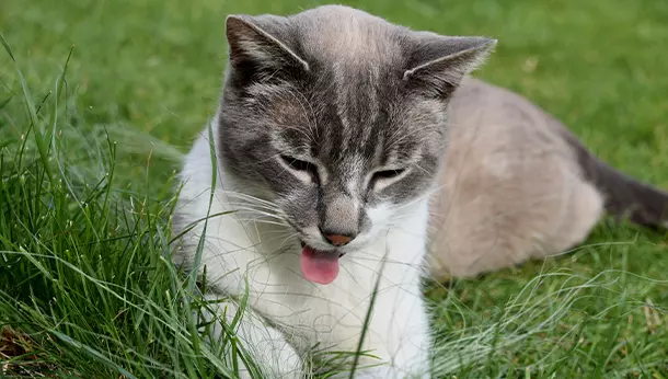 Por qué vomita mi gato