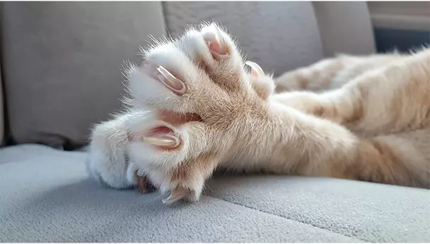 ¿Es legal quitar las uñas a los gatos?