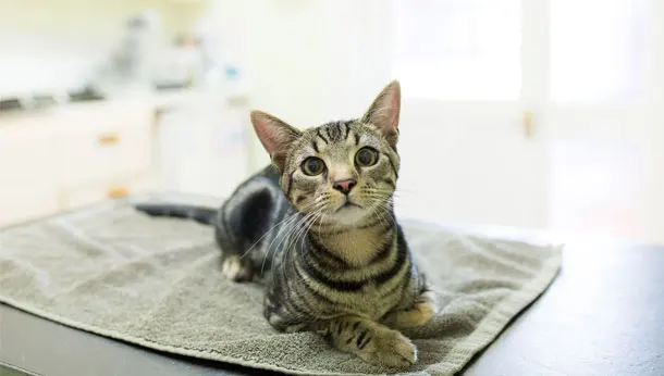 Tipos de parásitos intestinales más comunes en gatos