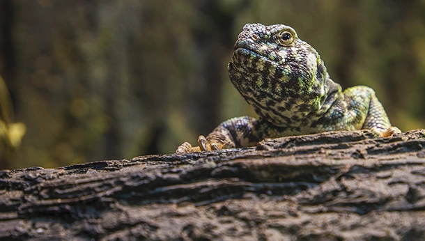 Cómo respiran los reptiles: Un Vistazo a su Sistema Respiratorio Único